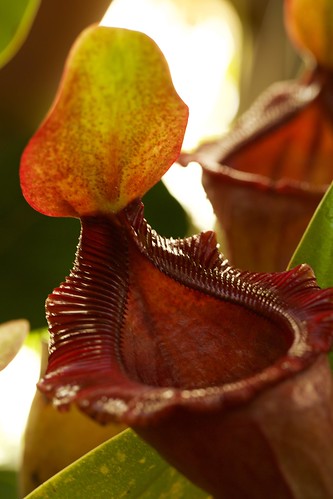 San Francisco Conservatory of Flowers 2015