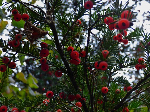 Yew Berries at Gait Barrows National Nature Reserve near Silverdale, Lancashire, England - October 2015