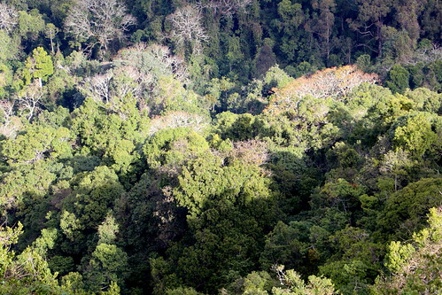 Australian Red Cedar (Toona ciliata)