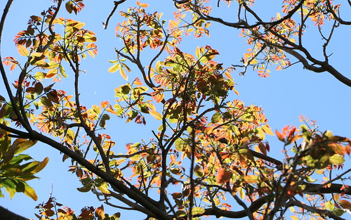 Red Cedar (Toona cilitata)