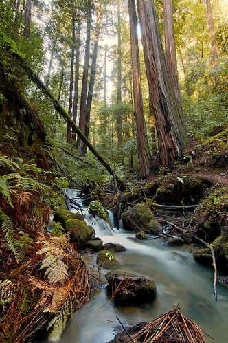 Redwoods and West Berry Creek