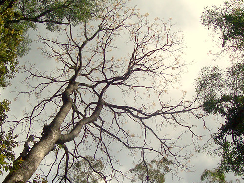 Australian Red Cedar (Toona ciliata)