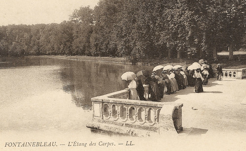 Fontainebleau (Seine-et-Marne) - Spotting Carp in the Lake