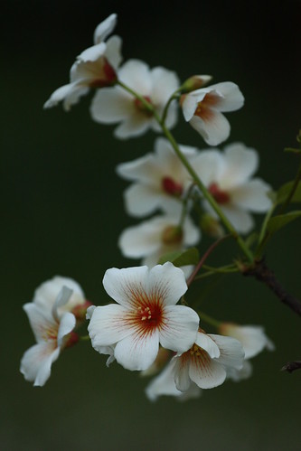 Tung Oil Tree - blossoms