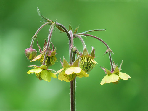 Water/Purple Avens / Geum rivale