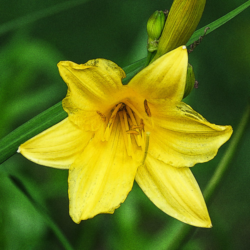 Yellow Lily