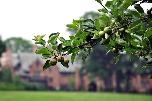 Apples on the Manor Grounds