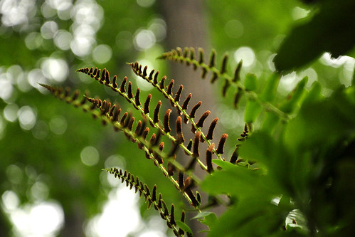 Nature Under Foot