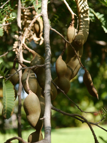 Mexican tamarind at the rancho.