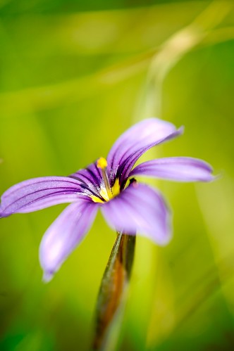 Western Blue-eyed Grass