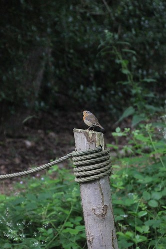 Dorset robin