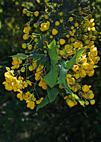 N20150326-0002—Berberis fremontii—RPBG