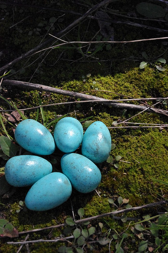 Wooden Painted Robins eggs .. set of six