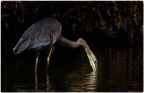 Great Blue in the Mangroves