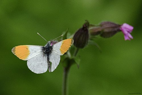 Orange Tip