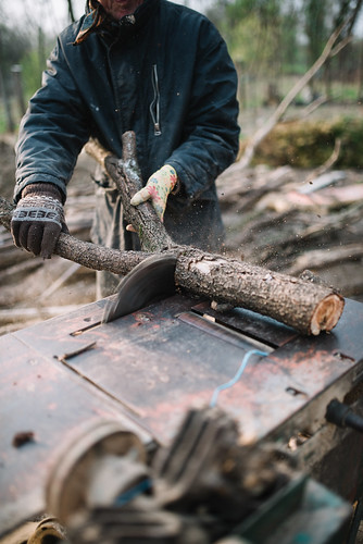 Sawing own firewood for the comming winter. Self-sufficient lifestyle