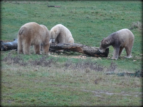 Polar bear carpentry (Pixel, Nissan and Nobby)