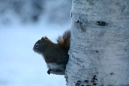 red squirrel dilemma