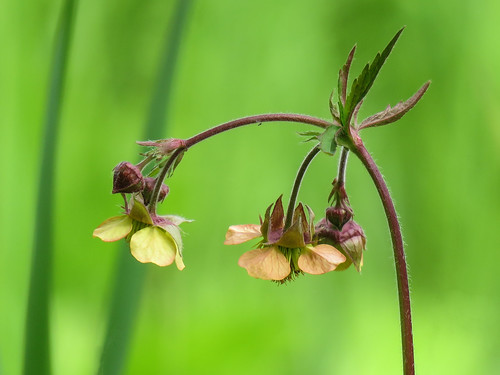 Purple/Water Avens / Geum rivale