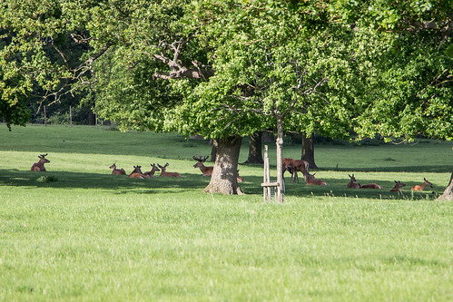 Deer, Althorp, England