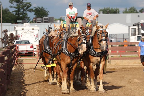 Ten Horse Hitch - Greenville Farm Power of the Past (32)