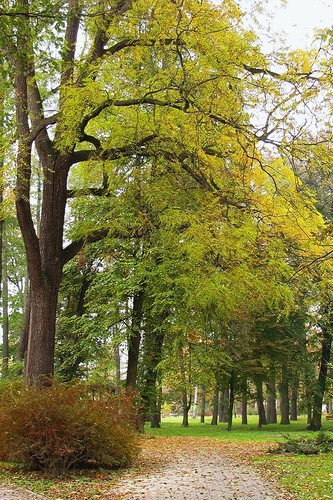 walking in the park