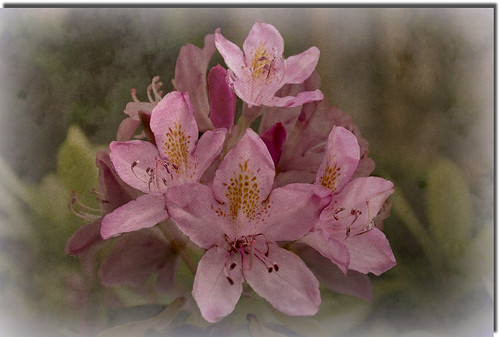 Rhododendren at Stan Hywet