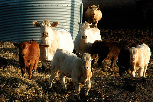 Curious Cows