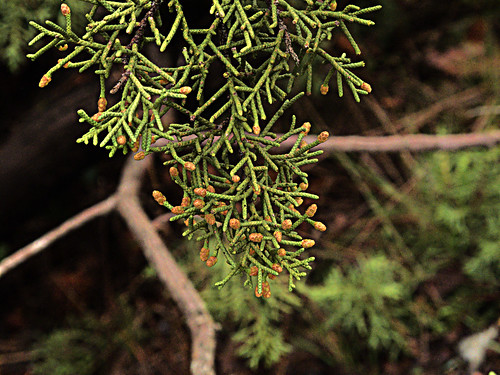 H20121206-6046—Juniperus californica—RPBG