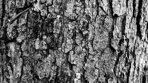 Bark