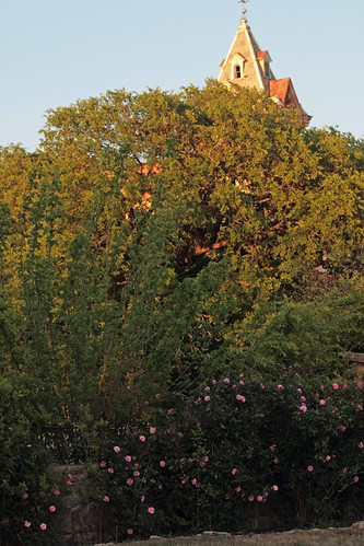 Wild roses, El Castile