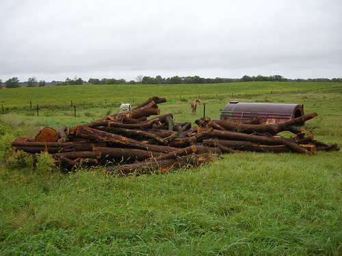 Pile of osage orange