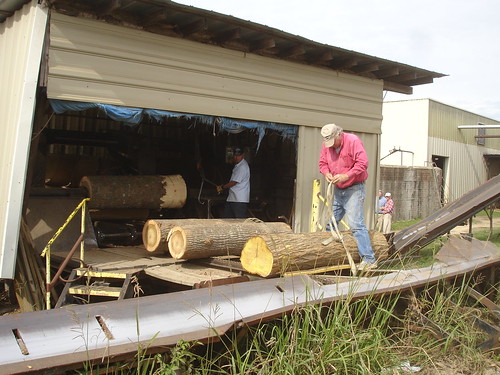 Osage Orange to the debarker