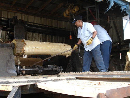 Debarking the Osage Orange pt. 3