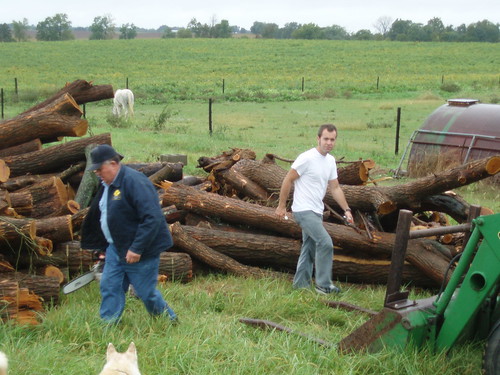 Orange Osage Selection