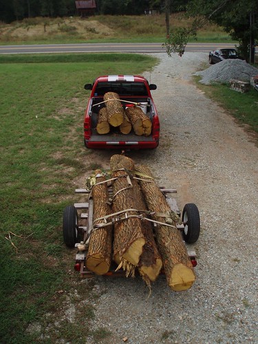 Big Red carrying Osage Orange