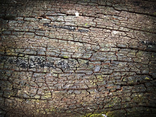 Tree Bark Stock Photo