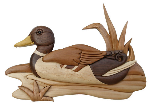 Intarsia Mallard