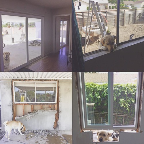 Even our dogs are enjoying the sun, we love the rain but prefer the sun.. I my fur babies always with me when I do my DIY projects.#fixerupper #doityourself #homesweethome #homeimprovement #diypapi #modern #modernhouse #wood #