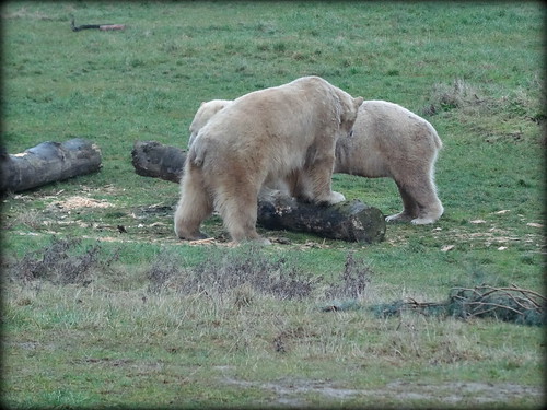 Pixel stops the log from rolling about