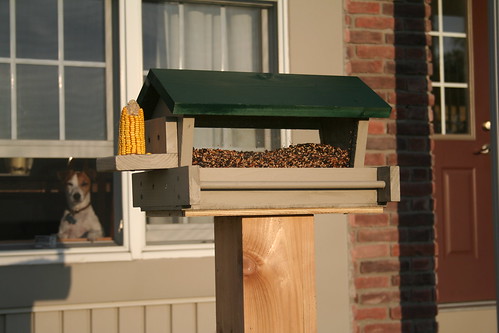 Seamus Oversees the Installation of the New Bird Feeder