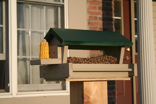 New Bird Feeder, Up and Running