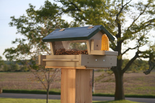 Bird Feeder in Afternoon Light