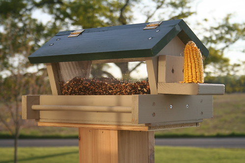 Corn Cob on the Side of the Bird Feeder Attracts Larger Birds