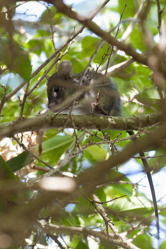 Treetop Mice 8/52