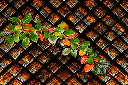 2012-00060-VA-3 (2009-00988-CL-1) Colorful Leaves & Plaid Woodwork