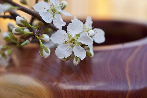 Plum Blossom