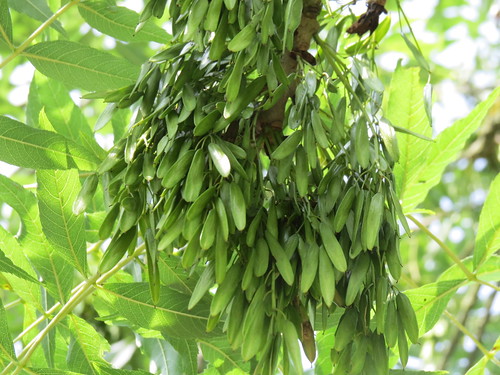 Ash - Fraxinus excelsior HGGT