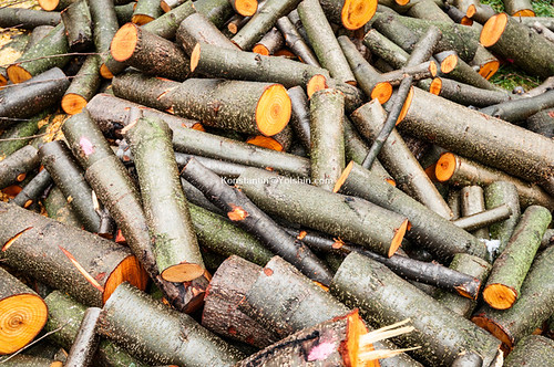 Heap of thin and thick wood log. Raw timber.