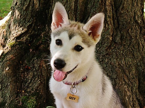 Custom Engraved Wooden Pet ID Tag for Dogs - Maple